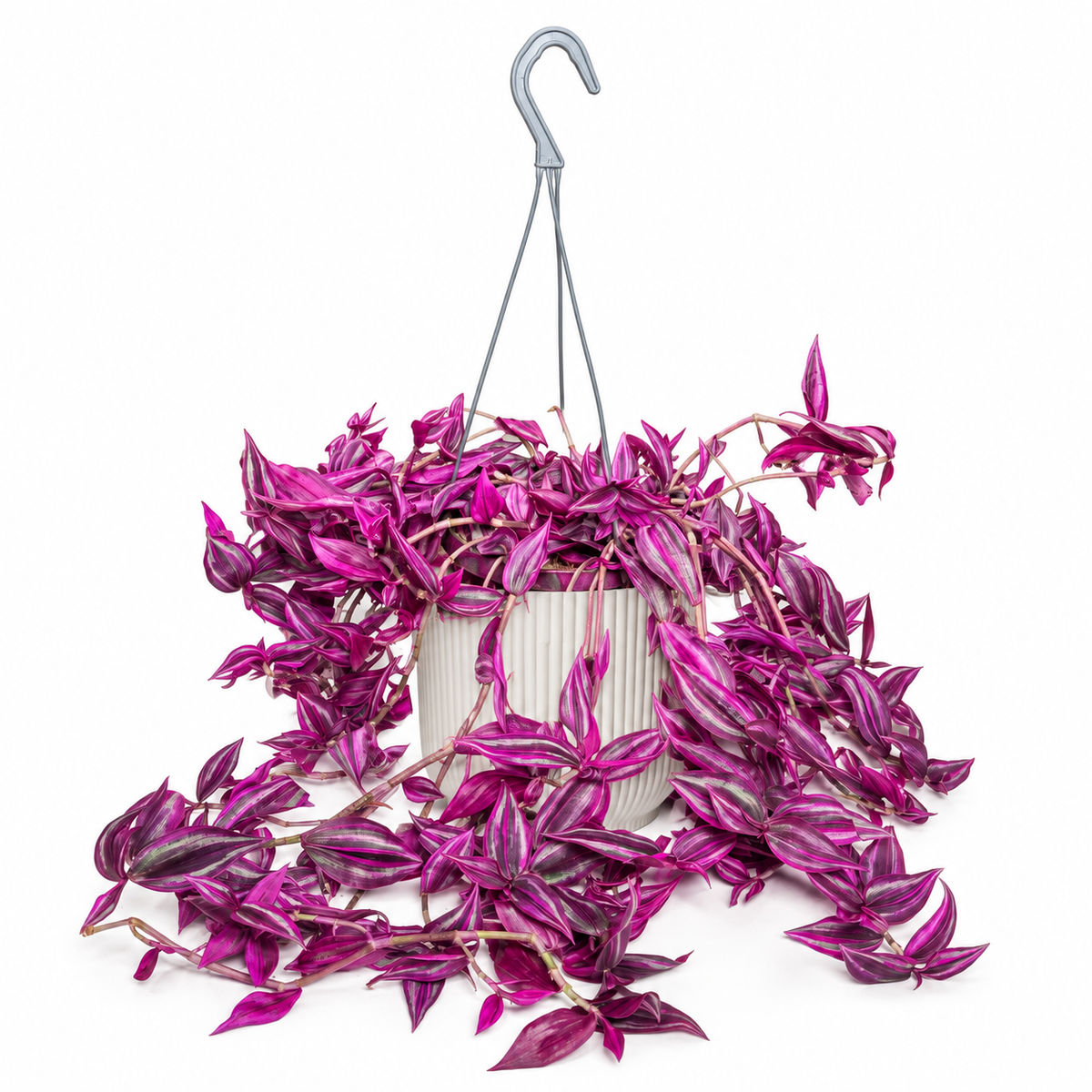 Tradescantia zebrina Pink Paradise; decorative pot not included
