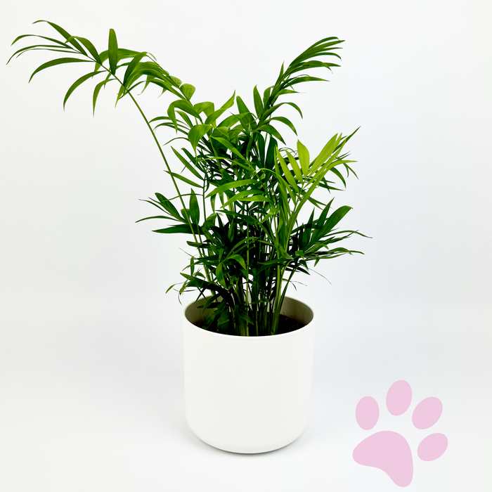 Pet-friendly plants
