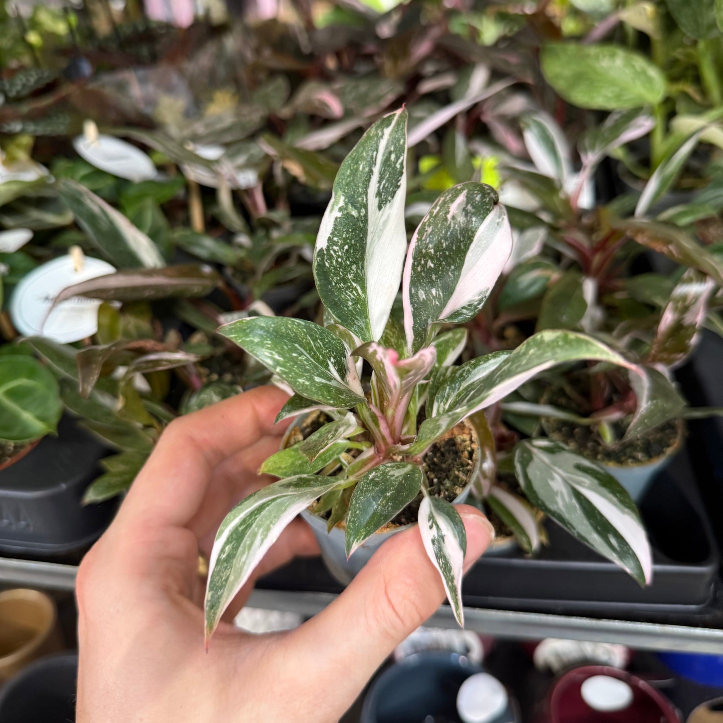 Mini Plants Bundle
