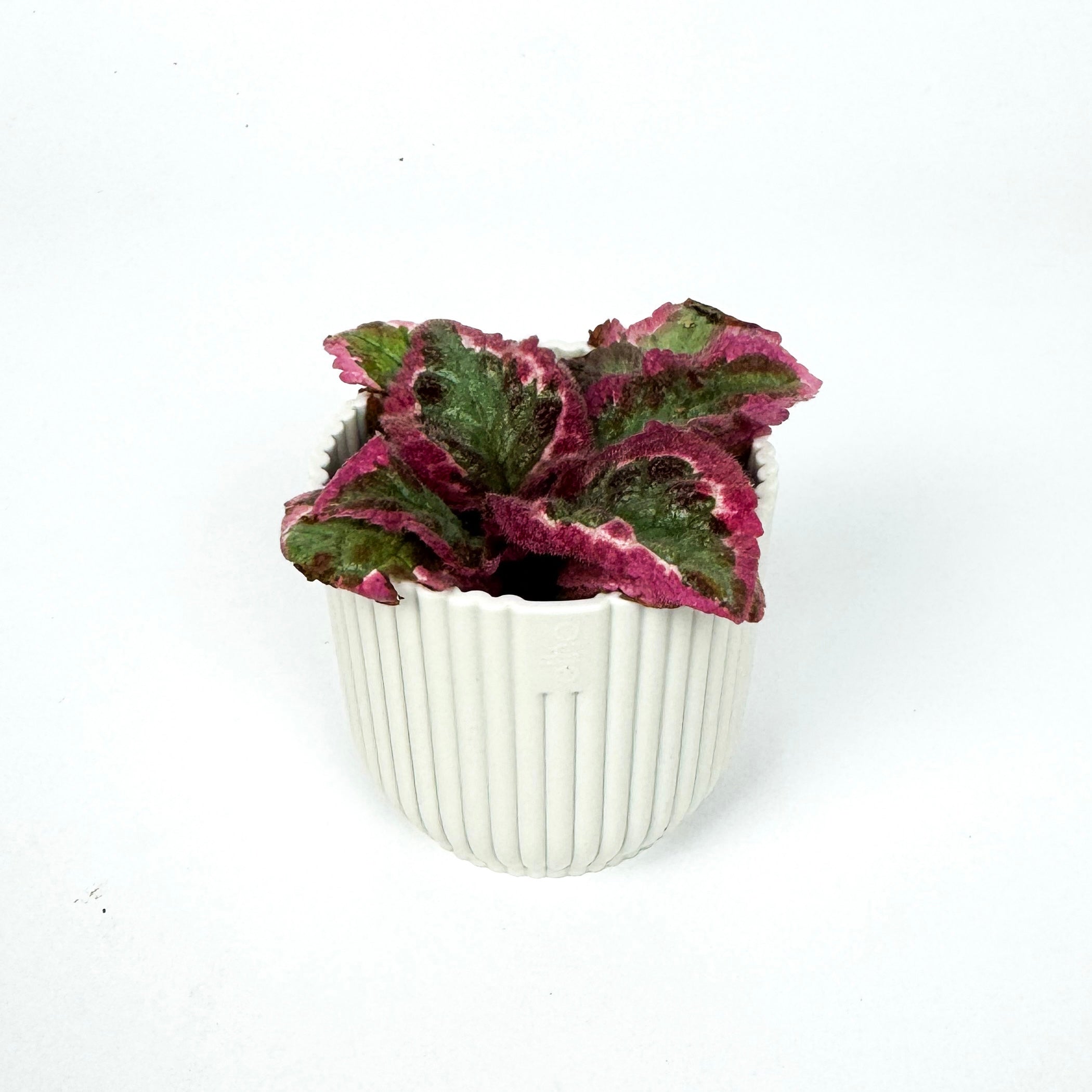 MINI Episcia Pink Brocade Houseplant