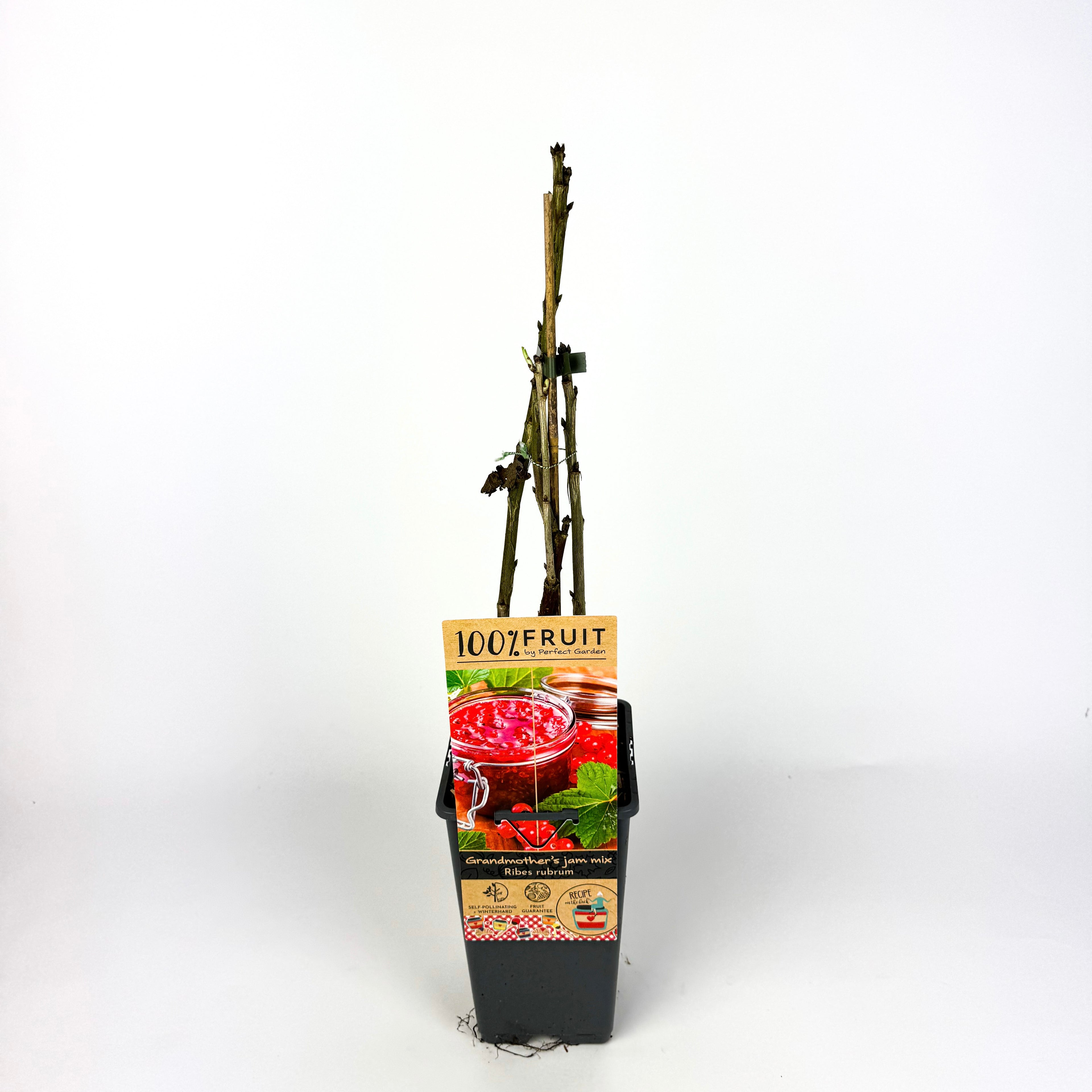 Fruit Trees To Make Marmalade Outdoor Plant