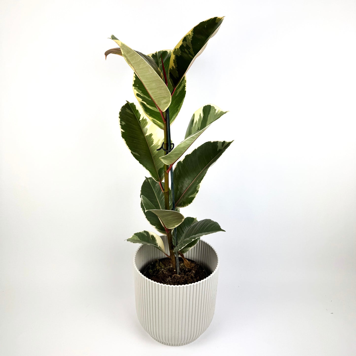 Large Rubber Tineke Houseplant