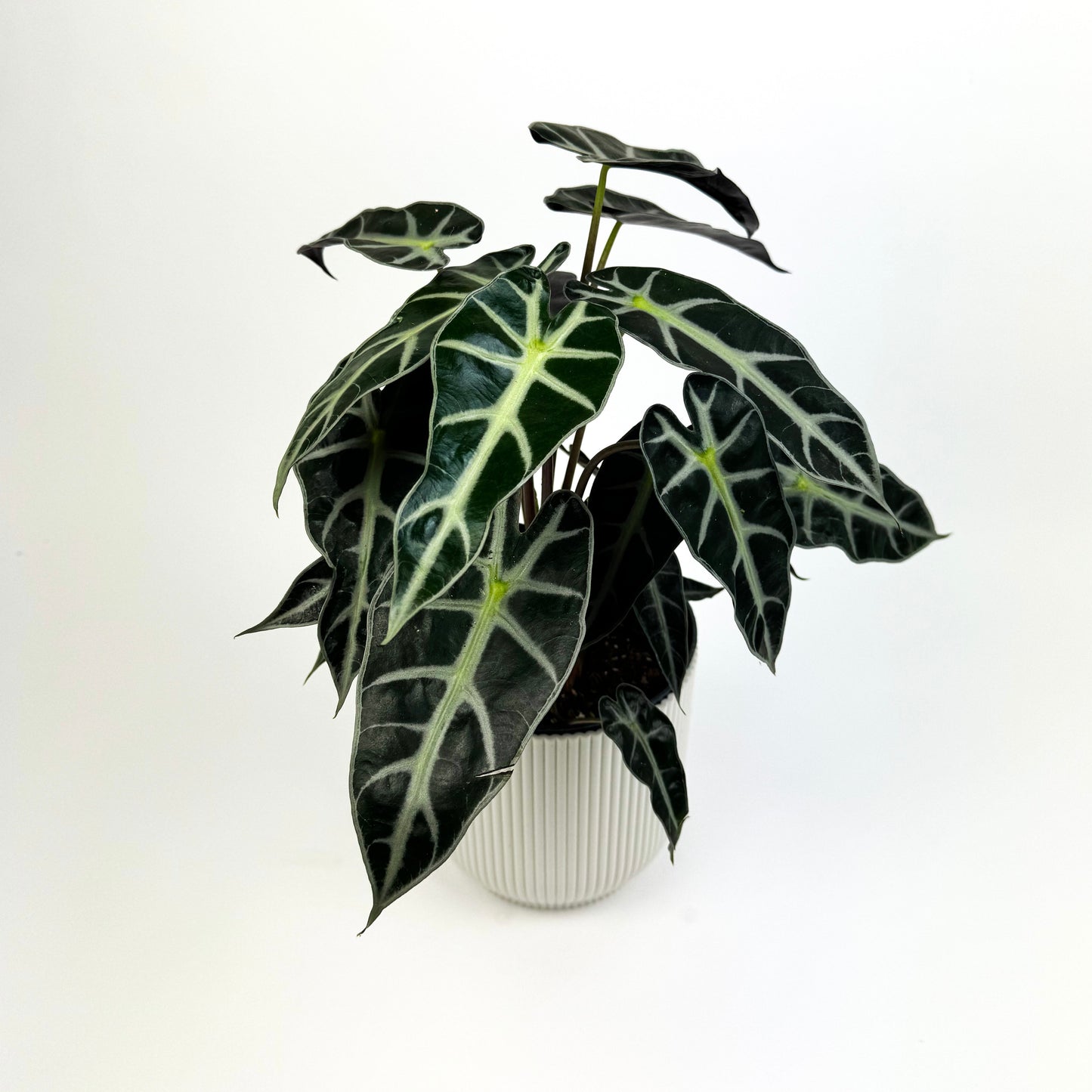 Alocasia Bambino Arrow Houseplant