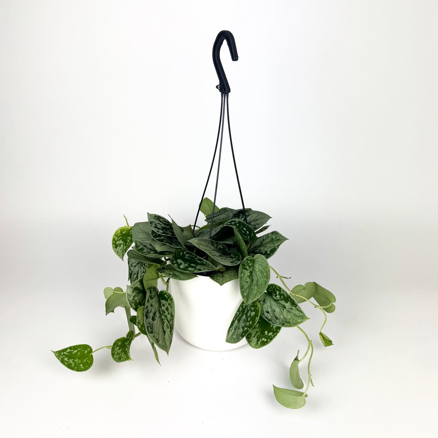 Scindapsus Silvery Anne Hanging Houseplant