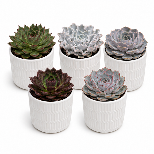 Echeveria Mixed Live Choice 10.5cm