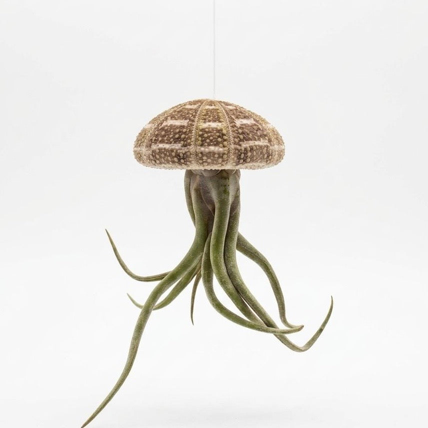 Tillandsia Airplant Shells