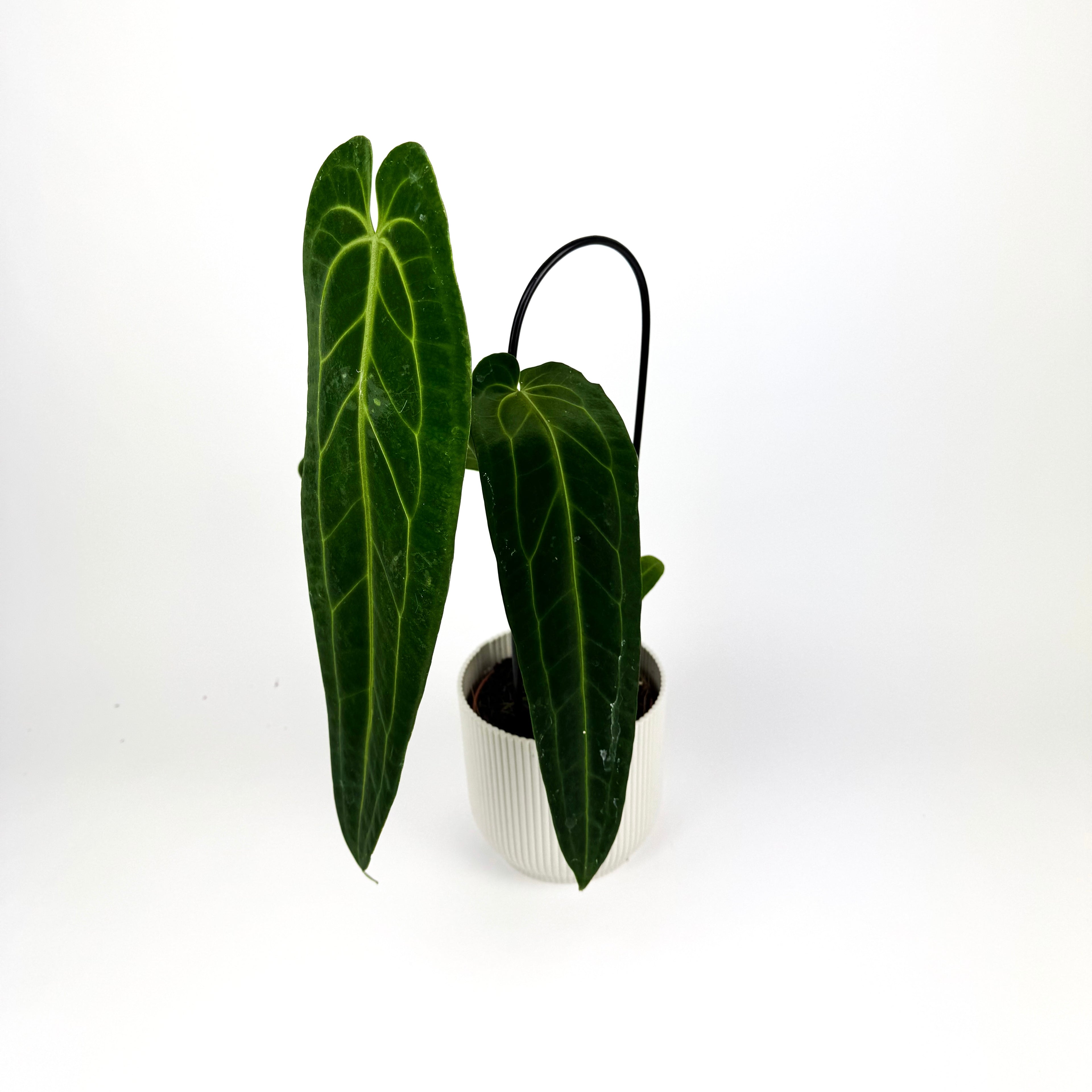 Anthurium Warocqueanum Houseplant