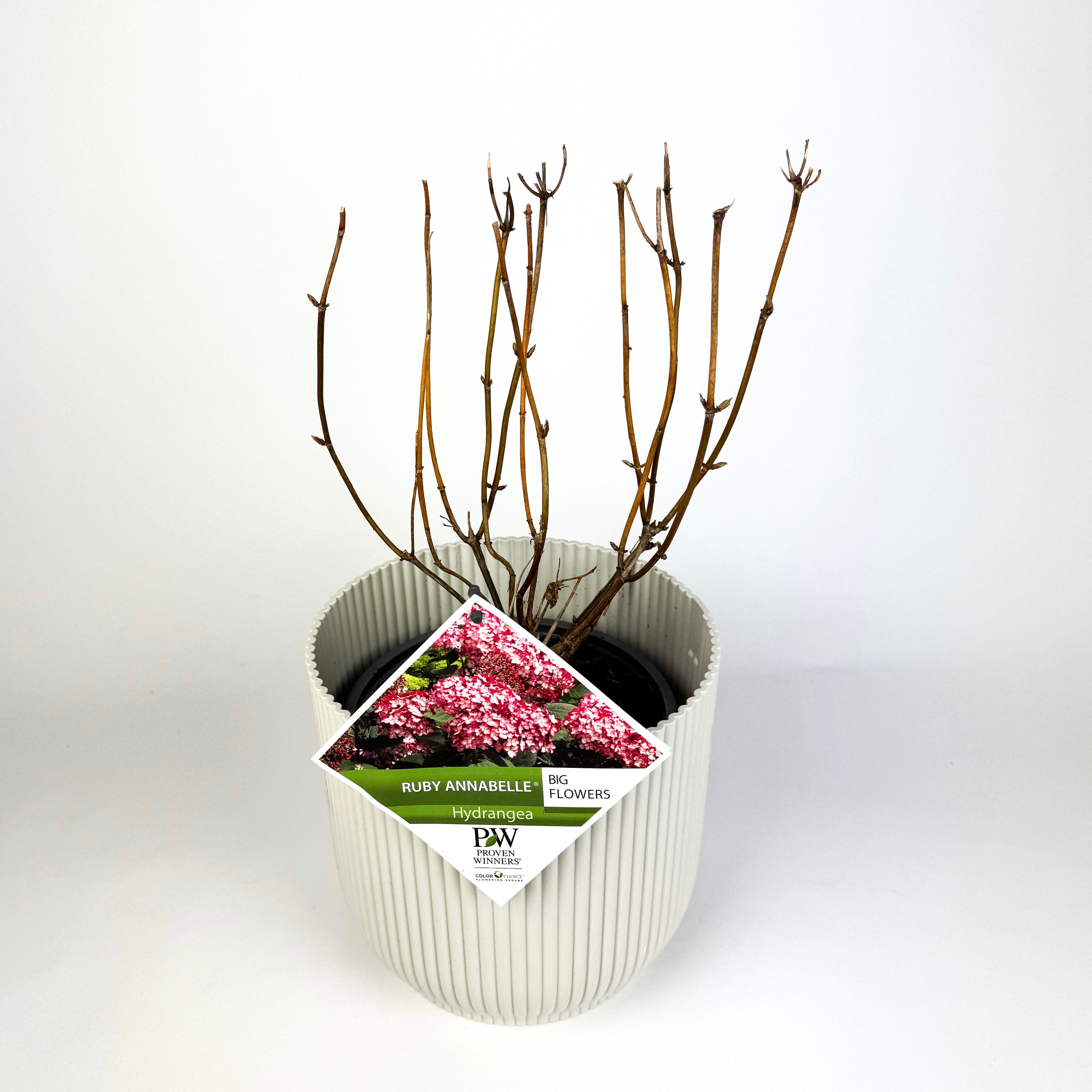 Hydrangea Arborescens Outdoor Plants