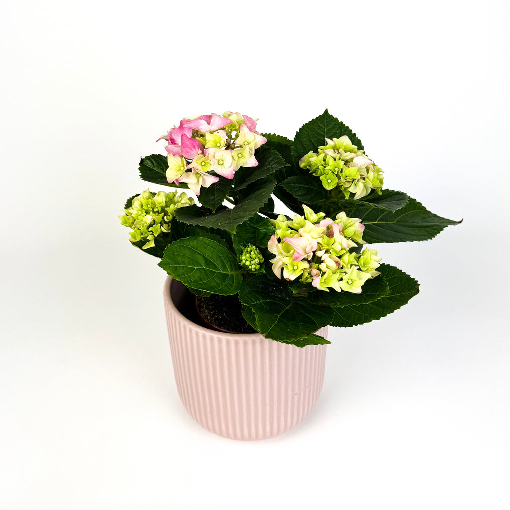 Mother's Day Hydrangea And Ceramic Pot Houseplant