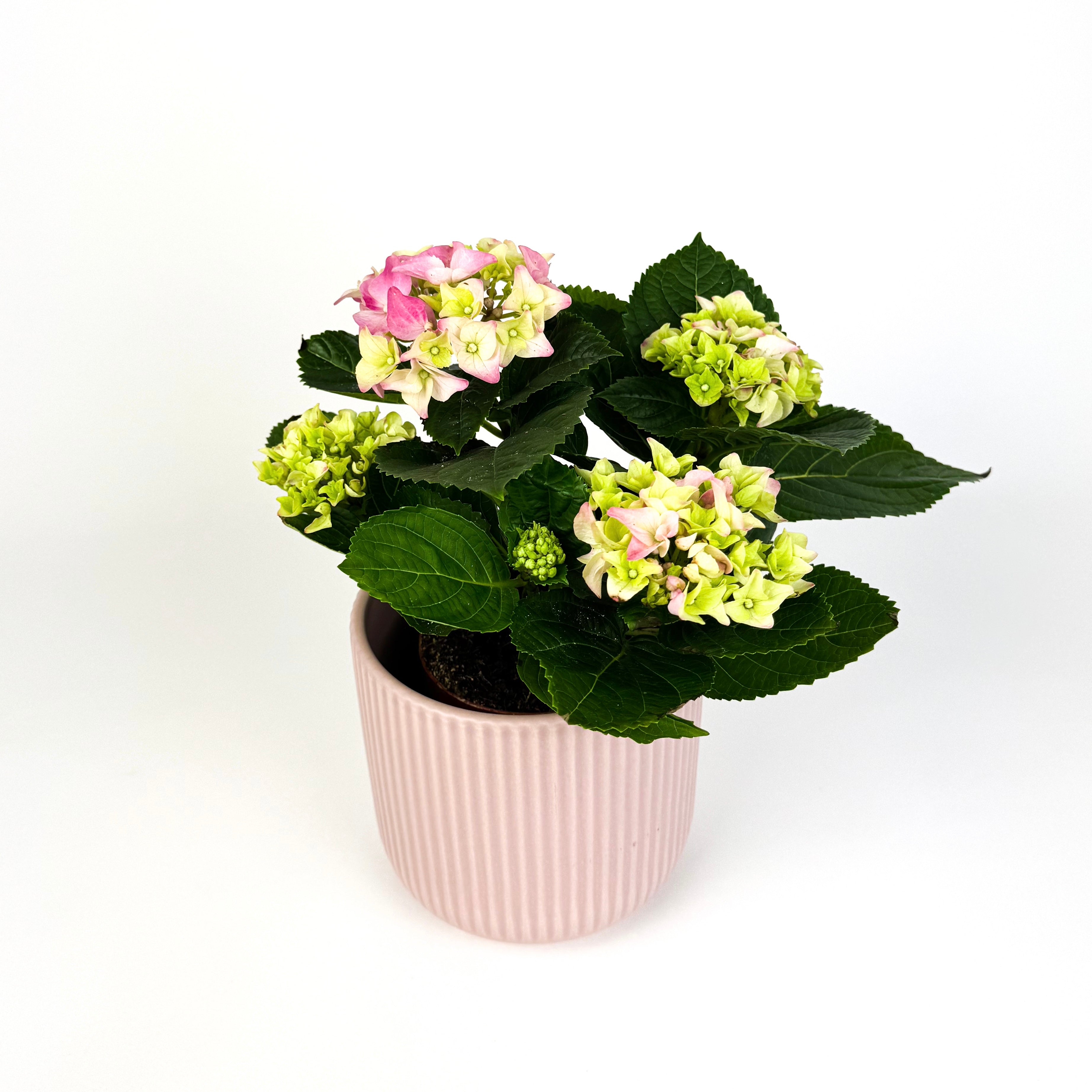 Mother's Day Hydrangea And Ceramic Pot Houseplant