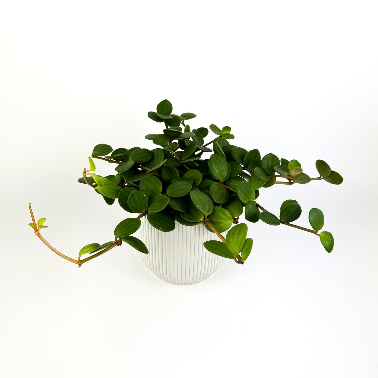 Peperomia Hope Houseplant