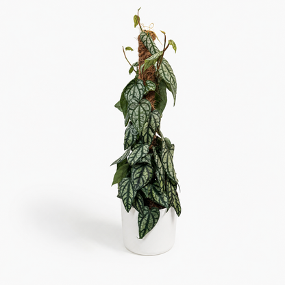 Piper Sylvaticum 16cm Houseplant