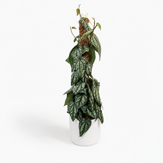 Piper Sylvaticum 16cm Houseplant