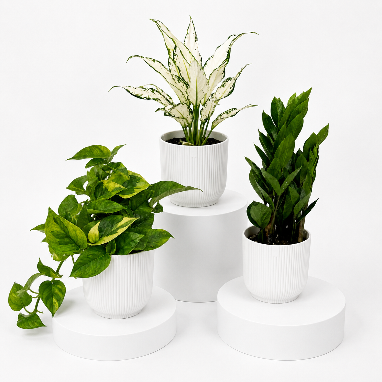 Kitchen Friendly Plant Bundle