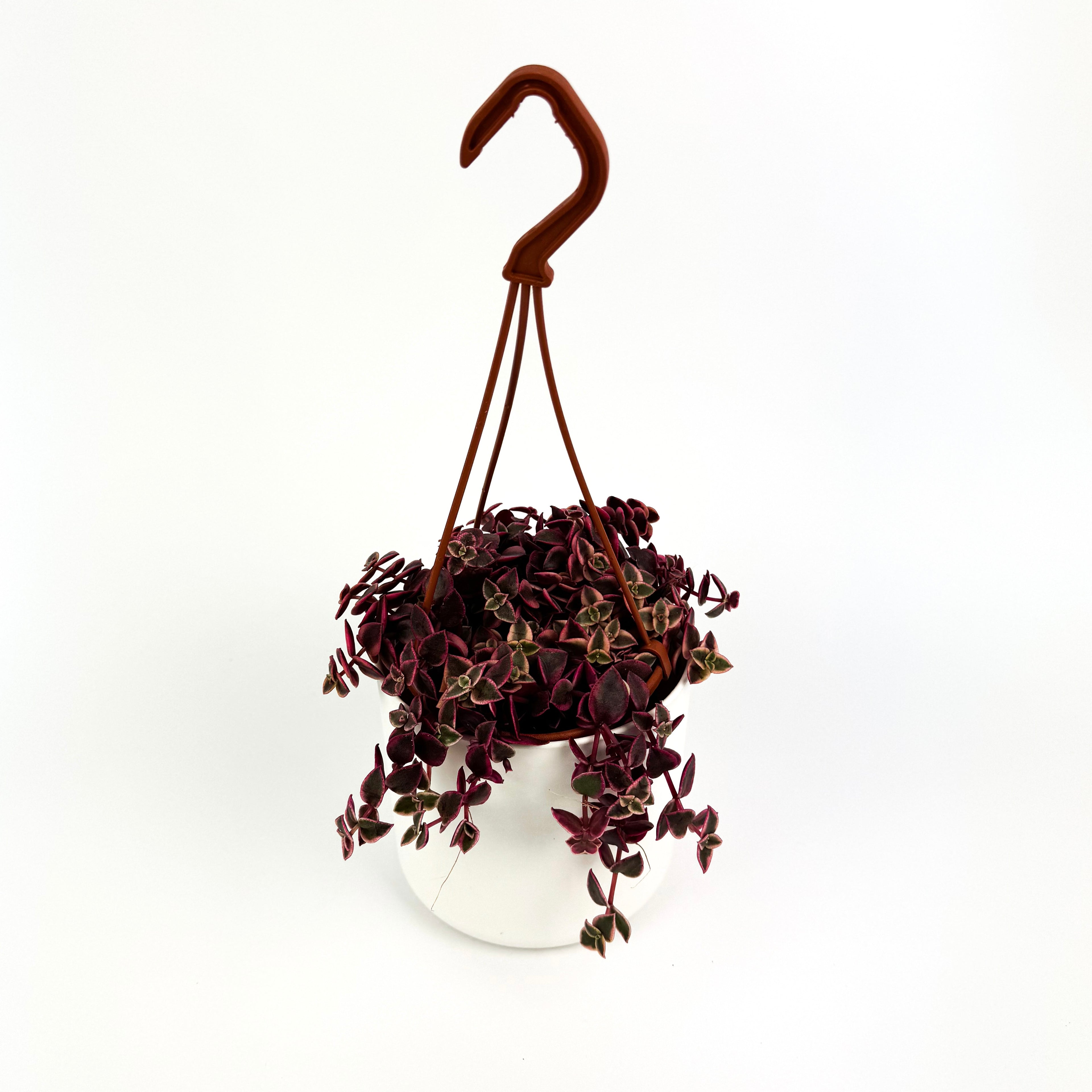 Crassula Marginalis Houseplant