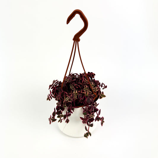 Crassula Marginalis Houseplant