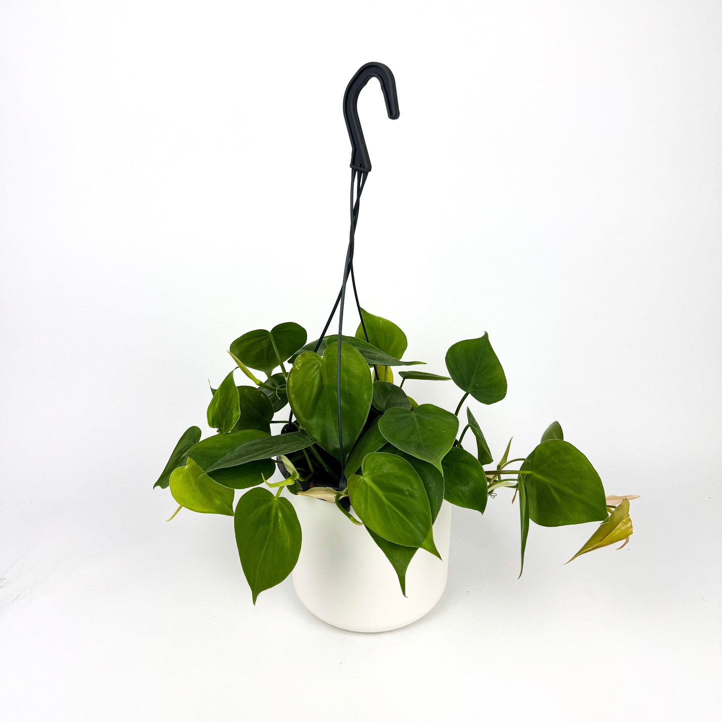 Hanging Philodendron Scandens Houseplant