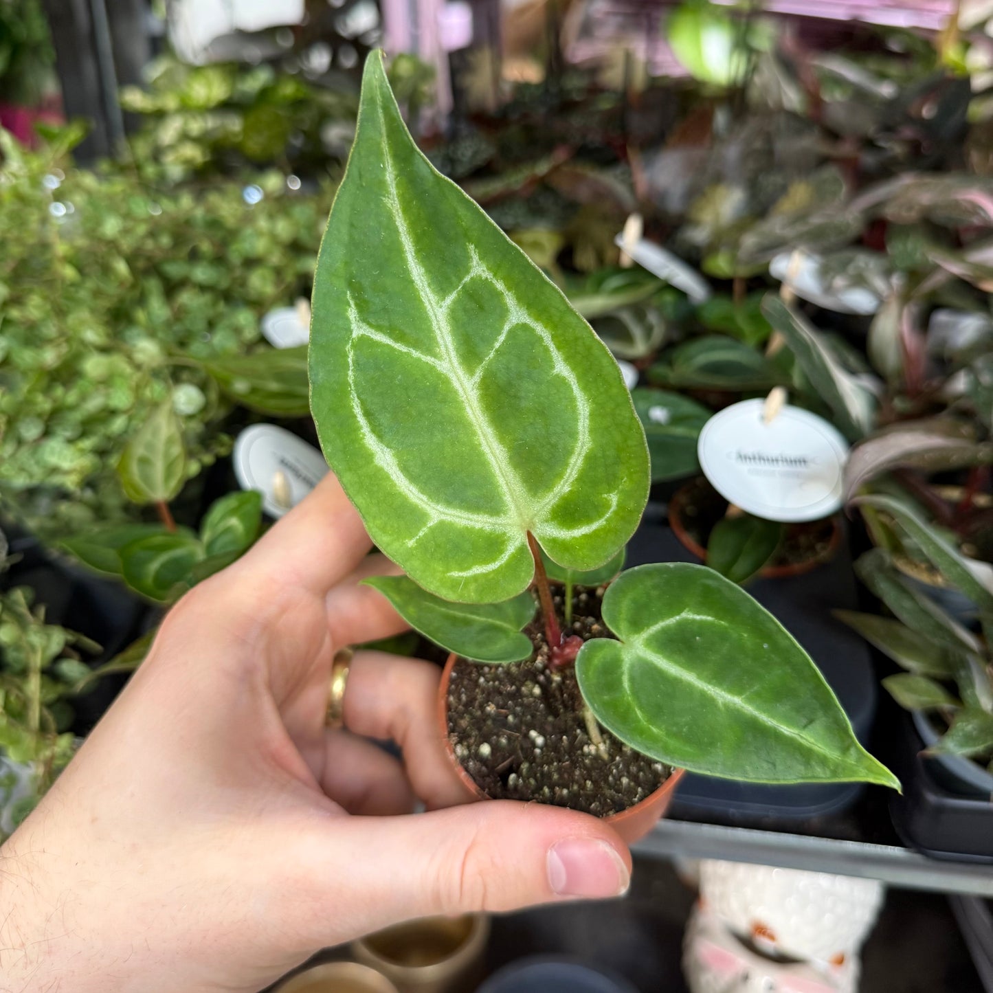 Mini Plants Bundle
