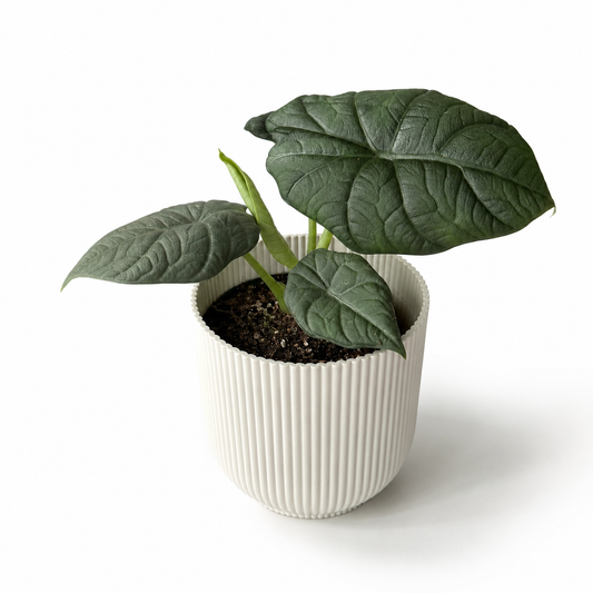 Alocasia Maharani Grey Dragon 12cm Houseplant