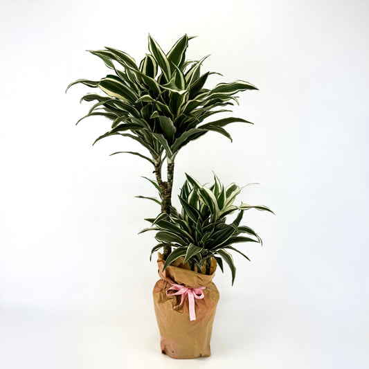 Large Dracena White Jewel Houseplant