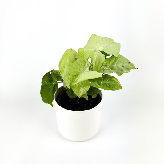 Syngonium Milk Confetti Indoor Plant