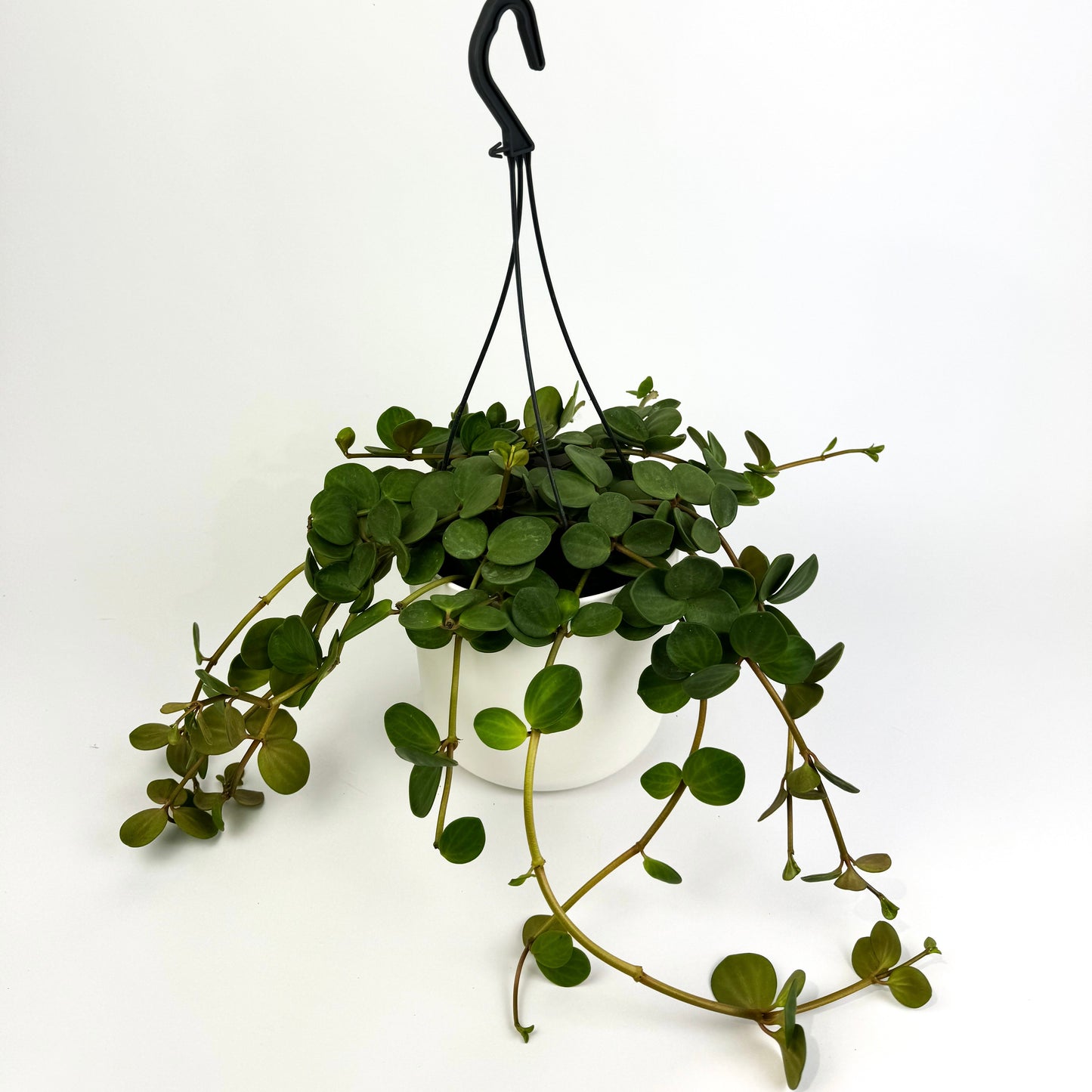 Peperomia Hope Houseplant