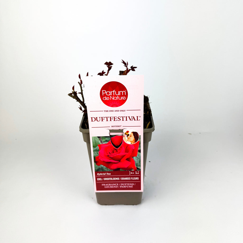 Rose 'Parfum de Nature' Scented Outdoor Rose Bush