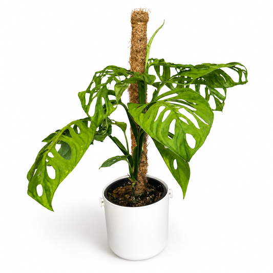 Monstera Esqueletto 17cm Pot Size Houseplant