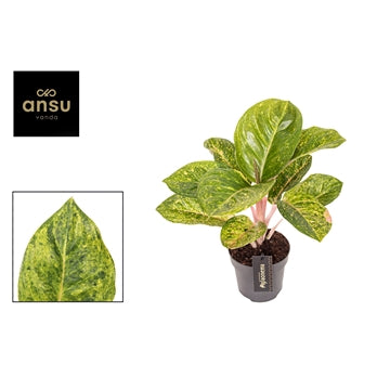 Aglaonema Apple Green 12cm Houseplant