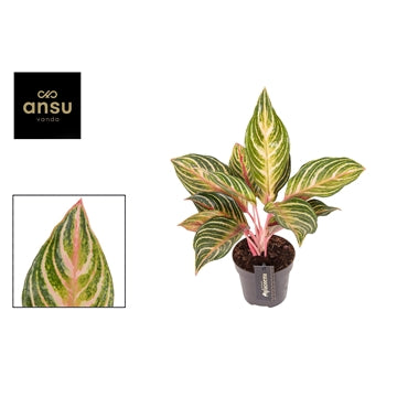 Aglaonema Dreamcatcher 12cm Houseplant