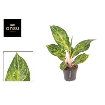 Aglaonema Peach Pearl 12cm Houseplant