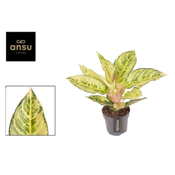Aglaonema Chartreuse Pretty 12cm Houseplant
