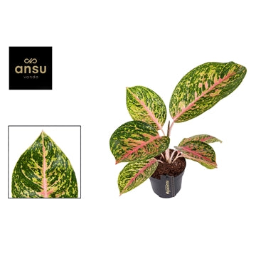 Aglaonema Spring Red 12cm Houseplant