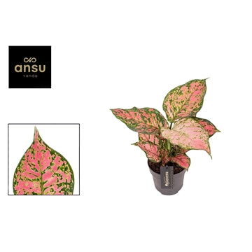 aglaonema crimson love Aglaonema Crimson Love 12cm Houseplant – OH SO Floral