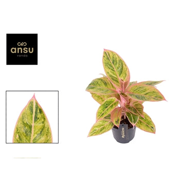 Aglaonema Salmon Fantacy 12cm Houseplant
