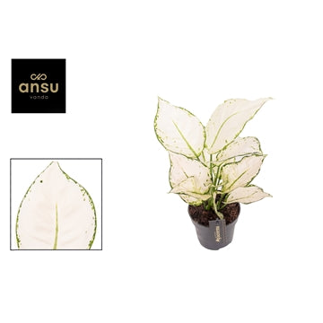 Aglaonema White Joy 12cm Indoor Houseplant
