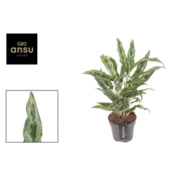 Aglaonema Greyhound 12cm Houseplant