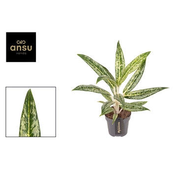 Aglaonema Matcha Lemon 12cm Houseplant