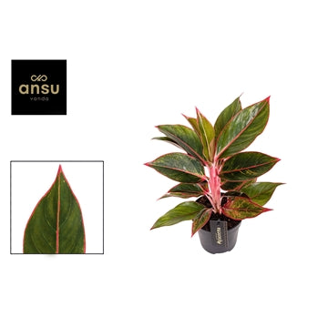 Aglaonema Jungle Red 12cm Houseplant