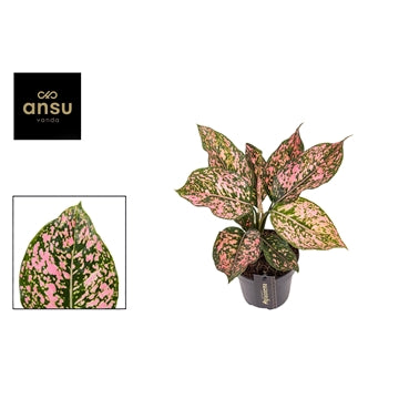 Aglaonema Pink leopard 12cm Houseplant
