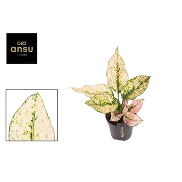 Aglaonema Rosy 12cm Houseplant