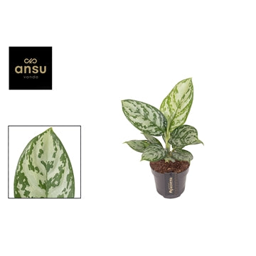 Aglaonema Jungle Silver 12cm Houseplant
