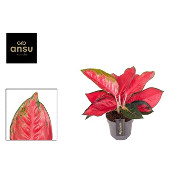 Aglaonema Chili Red 12cmHouseplant