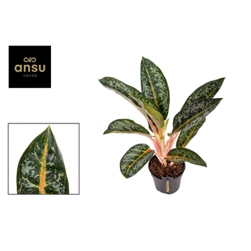 Aglaonema Orange Flame 12cm Houseplant