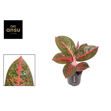 Aglaonema Red Sprinkles 12cm Houseplants