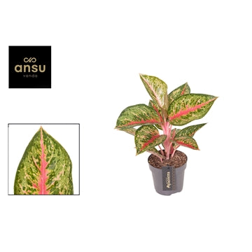Aglaonema Paradise Red 12cm Houseplant
