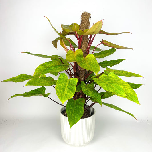 LARGE Philodendron Painted Lady Moss Pole