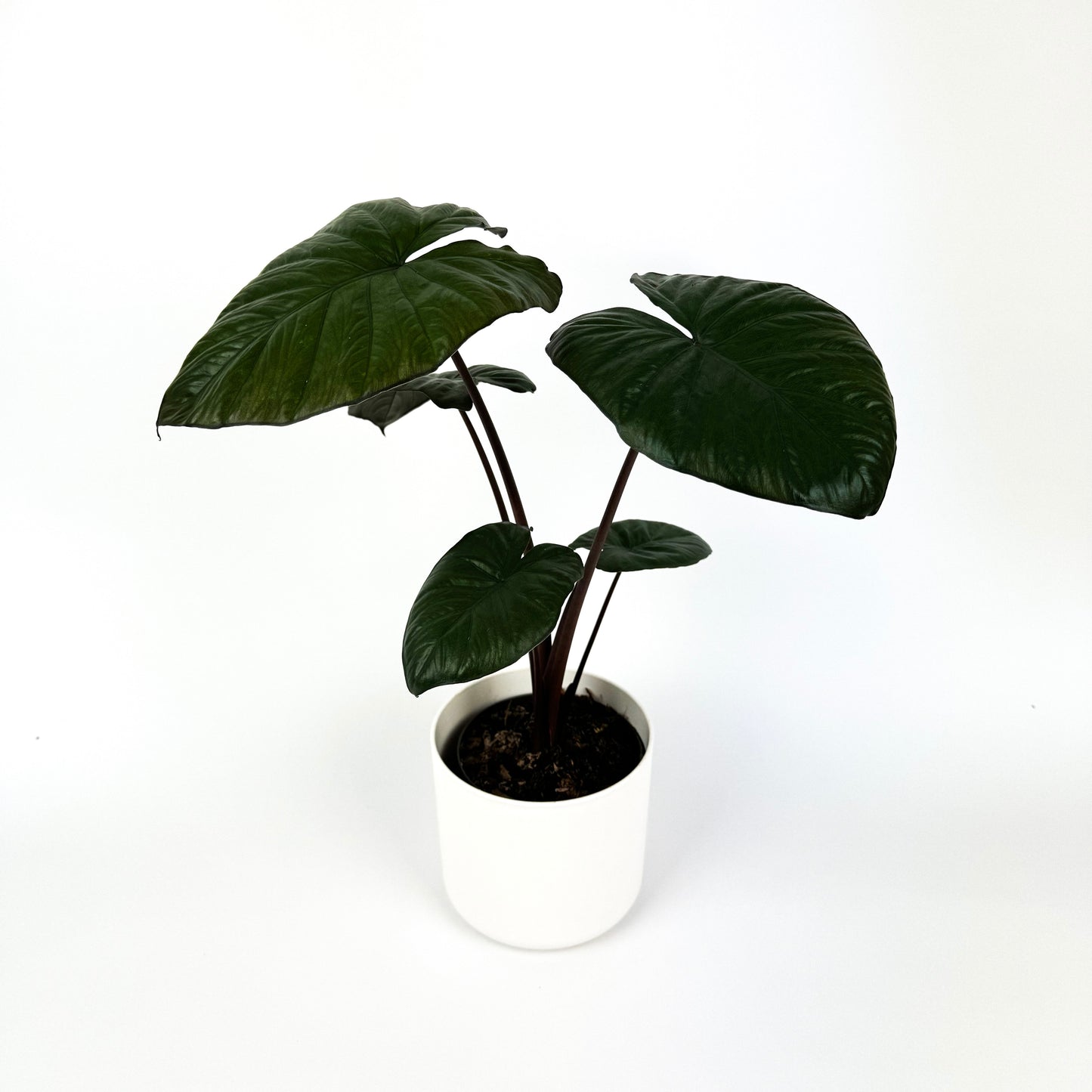 Alocasia Chocolate Green Houseplant