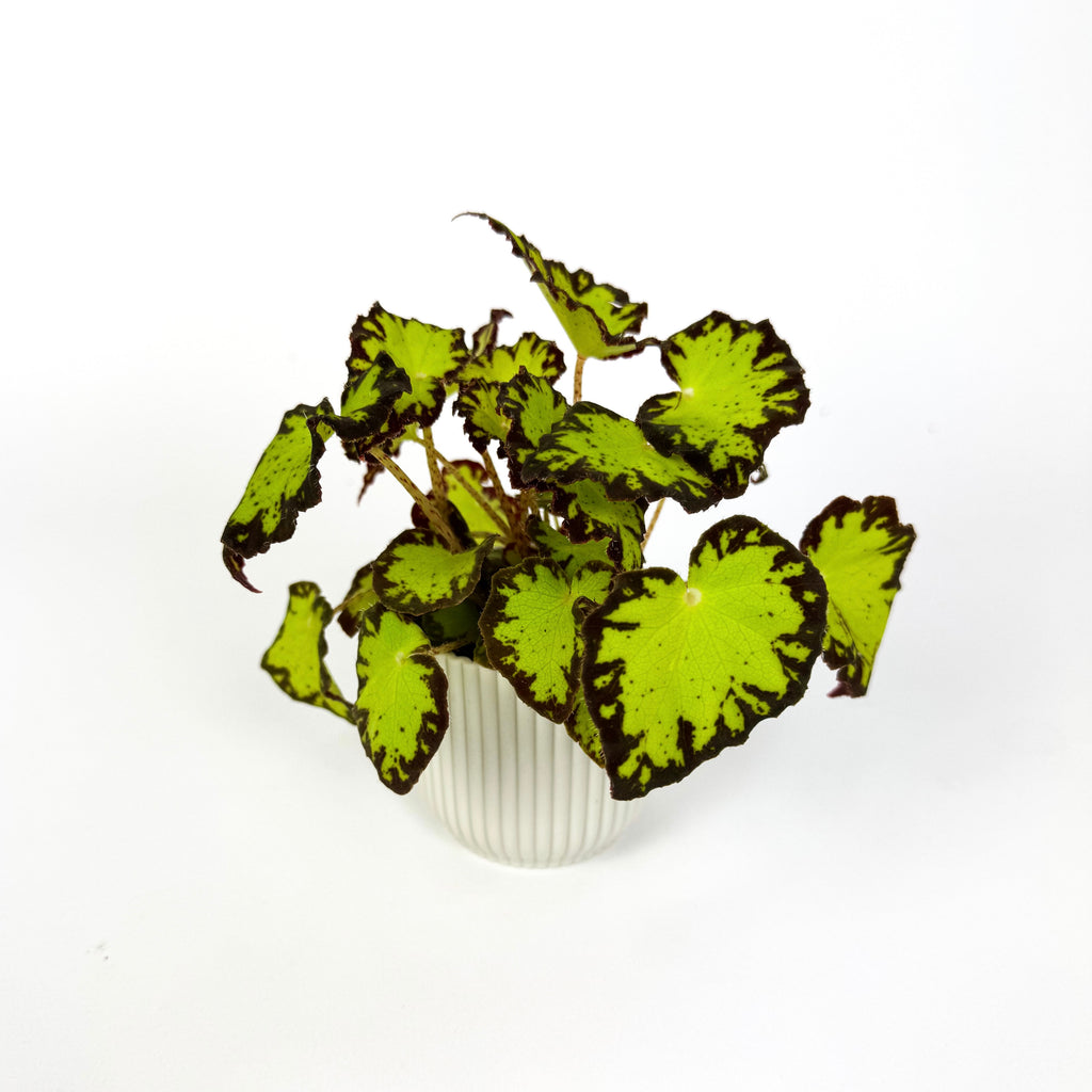 Mini Begonia Rex Houseplant