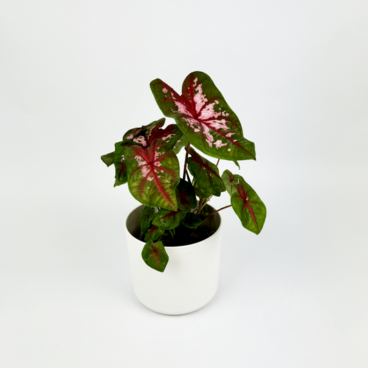 Caladium Pink Dolphin Indoor Houseplant 10.5cm